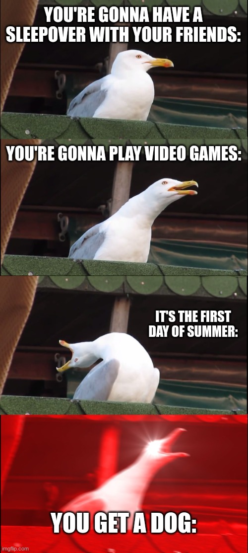 Inhaling Seagull | YOU'RE GONNA HAVE A SLEEPOVER WITH YOUR FRIENDS:; YOU'RE GONNA PLAY VIDEO GAMES:; IT'S THE FIRST DAY OF SUMMER:; YOU GET A DOG: | image tagged in memes,inhaling seagull | made w/ Imgflip meme maker