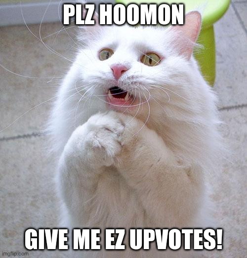 can iz have? | PLZ HOOMON; GIVE ME EZ UPVOTES! | image tagged in begging cat,catto,memes,funny,cute,beg | made w/ Imgflip meme maker