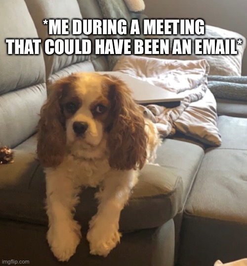This could have been an email | *ME DURING A MEETING THAT COULD HAVE BEEN AN EMAIL* | image tagged in corporate,office humor,dog,hahaha | made w/ Imgflip meme maker