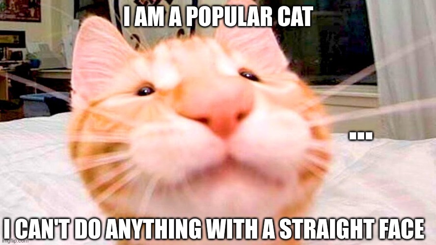 I can't do anything with a straight face | I AM A POPULAR CAT; …; I CAN'T DO ANYTHING WITH A STRAIGHT FACE | image tagged in o cat memes | made w/ Imgflip meme maker