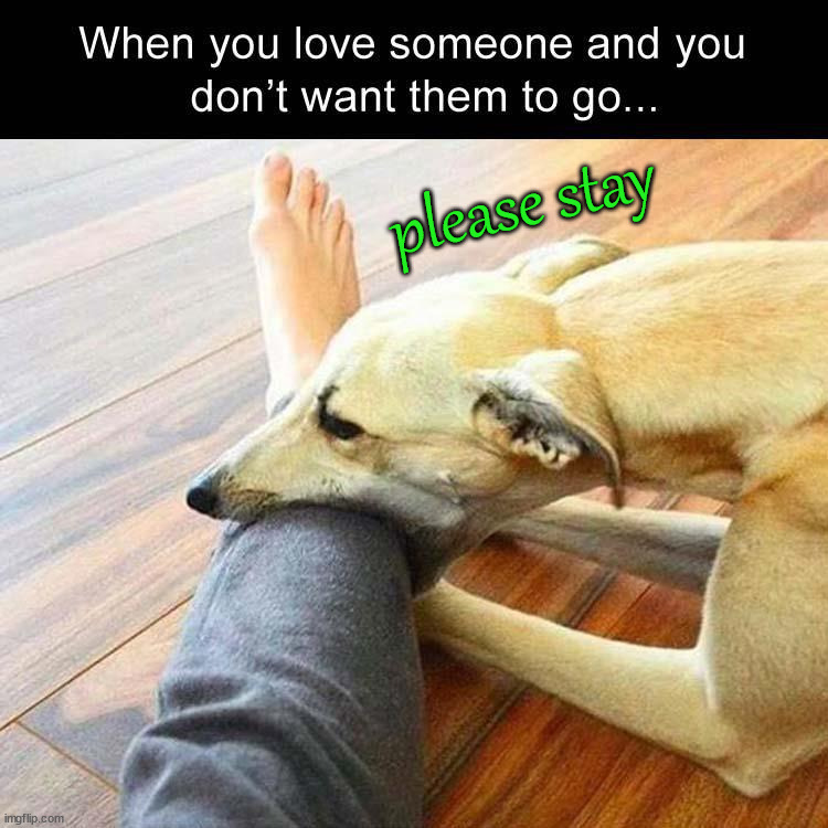 please stay | image tagged in wholesome,stay | made w/ Imgflip meme maker