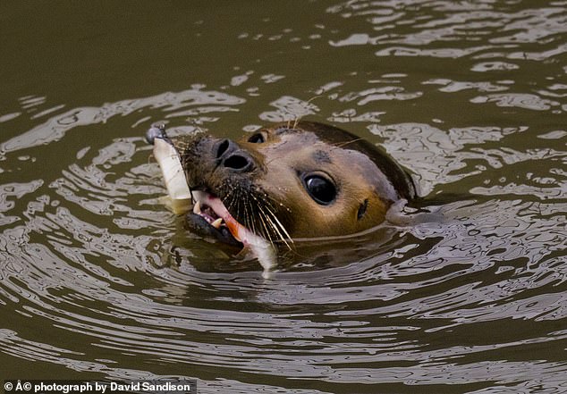 Seal Eating Fish Blank Meme Template