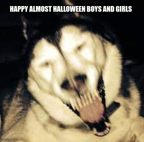 Happy almost Halloween | HAPPY ALMOST HALLOWEEN BOYS AND GIRLS | image tagged in scary husky,halloween | made w/ Imgflip meme maker