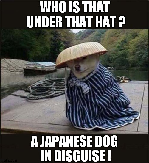 To Make You Smile ! | WHO IS THAT
  UNDER THAT HAT ? A JAPANESE DOG
 IN DISGUISE ! | image tagged in dogs,japanese,disguise | made w/ Imgflip meme maker