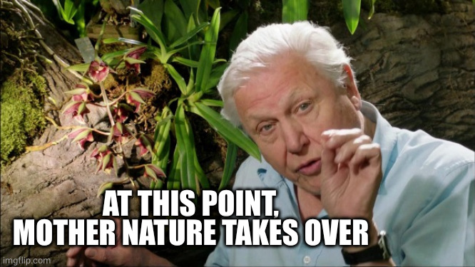 David Attenborough | AT THIS POINT, MOTHER NATURE TAKES OVER | image tagged in david attenborough | made w/ Imgflip meme maker