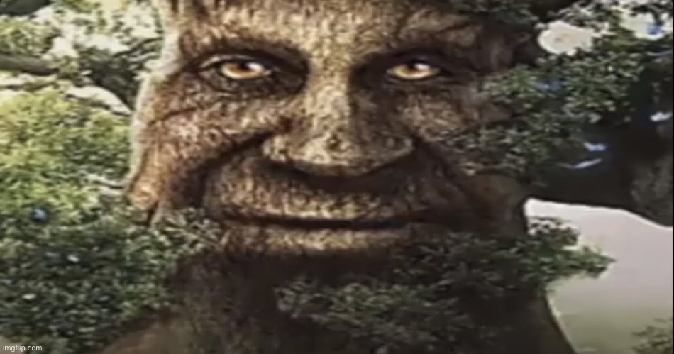 I have got to change my username asap | image tagged in wise mystical tree | made w/ Imgflip meme maker