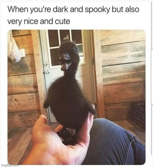 mhm | image tagged in emo,duck | made w/ Imgflip meme maker