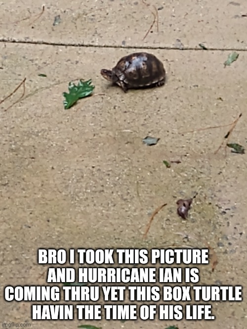 Bruh | BRO I TOOK THIS PICTURE AND HURRICANE IAN IS COMING THRU YET THIS BOX TURTLE HAVIN THE TIME OF HIS LIFE. | image tagged in turtle,hurricane | made w/ Imgflip meme maker