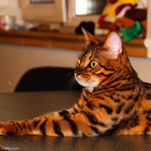 Bengal cat  | image tagged in bengal cat | made w/ Imgflip meme maker