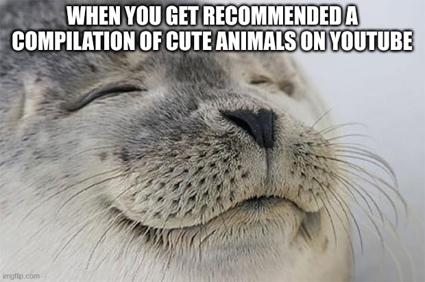 cute animals | WHEN YOU GET RECOMMENDED A COMPILATION OF CUTE ANIMALS ON YOUTUBE | image tagged in memes,satisfied seal | made w/ Imgflip meme maker