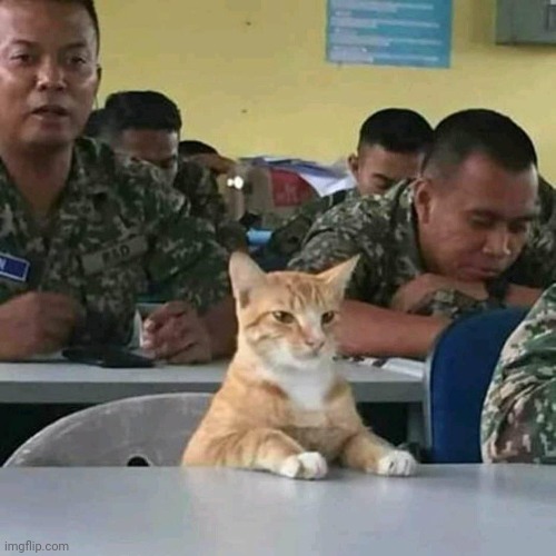 Puss in arm | made w/ Imgflip meme maker