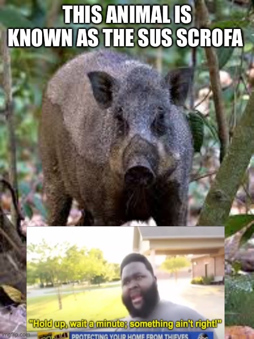 It’s called a what | THIS ANIMAL IS KNOWN AS THE SUS SCROFA | image tagged in hold up wait a minute something aint right | made w/ Imgflip meme maker