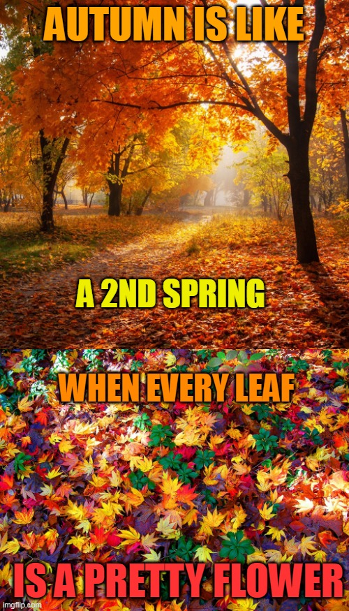IT'S THE BEST TIME OF THE YEAR! | AUTUMN IS LIKE; A 2ND SPRING; WHEN EVERY LEAF; IS A PRETTY FLOWER | image tagged in autumn,autumn leaves,fall,leaves | made w/ Imgflip meme maker