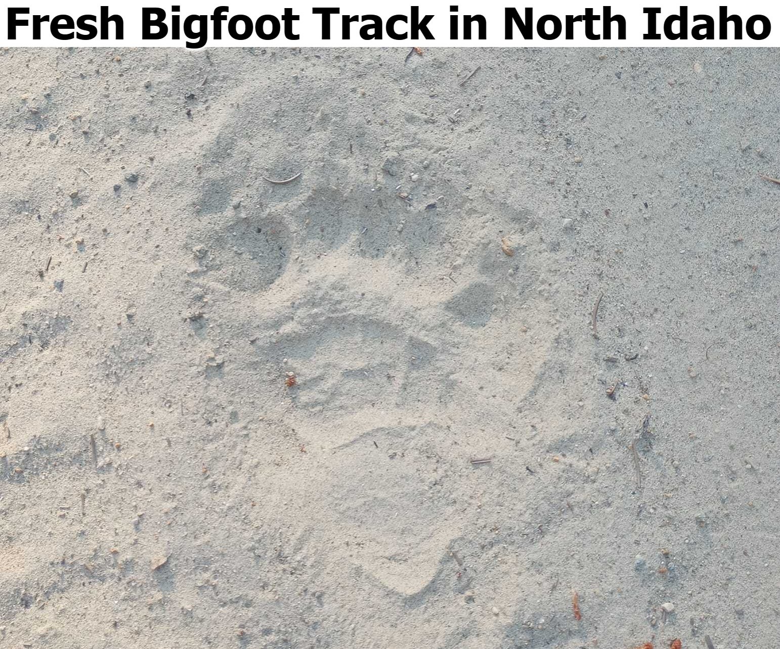 Fresh Bigfoot Track in North Idaho | image tagged in bigfoot,bigfoot tracks,north idaho,idaho,sasquatch,squawsnatch | made w/ Imgflip meme maker