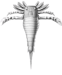 Dolichopterus Meme Template