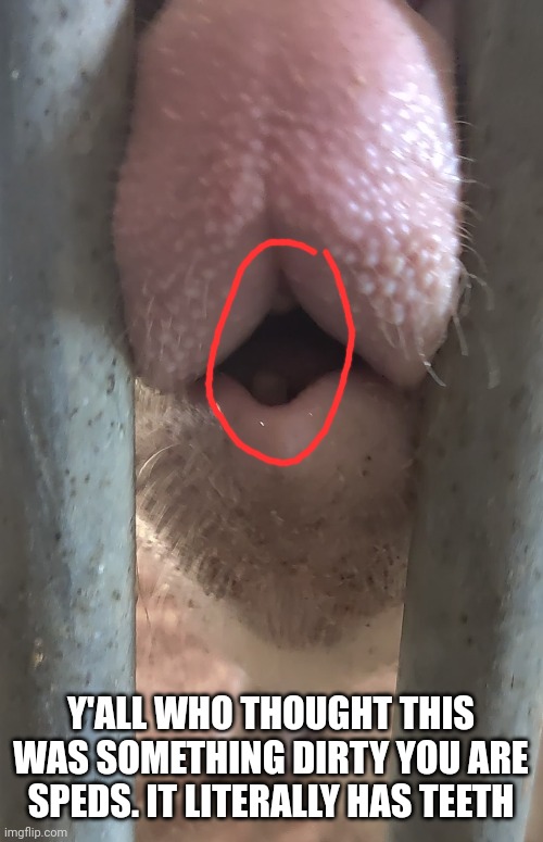 It's a pigs mouth btw | Y'ALL WHO THOUGHT THIS WAS SOMETHING DIRTY YOU ARE SPEDS. IT LITERALLY HAS TEETH | made w/ Imgflip meme maker