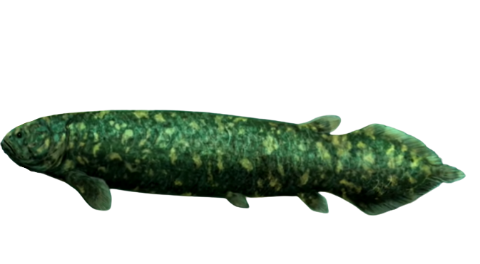 Rhizodus Blank Meme Template