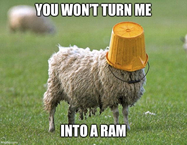 stupid sheep | YOU WON’T TURN ME INTO A RAM | image tagged in stupid sheep | made w/ Imgflip meme maker