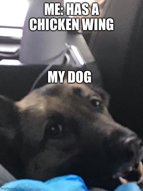 My dog is like Is for me | ME: HAS A CHICKEN WING; MY DOG | image tagged in german shepherd | made w/ Imgflip meme maker