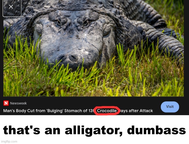 that's an alligator, dumbass | made w/ Imgflip meme maker