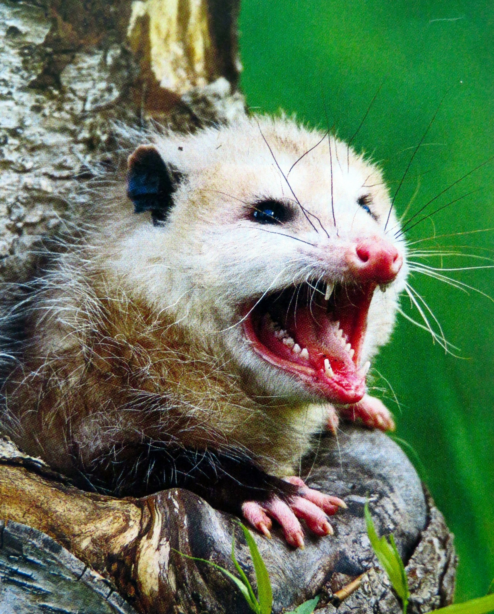 Oppressive Opossum Blank Meme Template