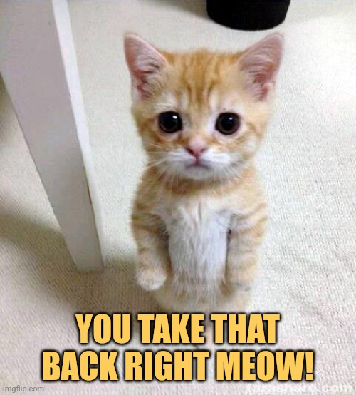 Take That Back | YOU TAKE THAT BACK RIGHT MEOW! | image tagged in memes,cute cat,funny,challenge,wrong,cats | made w/ Imgflip meme maker