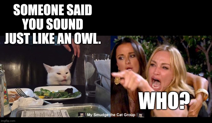 SOMEONE SAID YOU SOUND JUST LIKE AN OWL. WHO? | image tagged in smudge the cat | made w/ Imgflip meme maker
