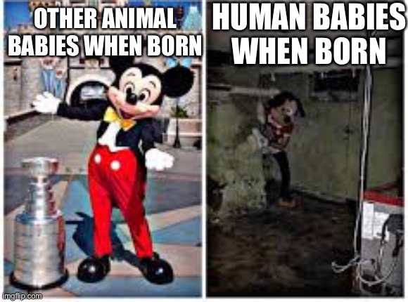 mickey mouse in disneyland | HUMAN BABIES WHEN BORN; OTHER ANIMAL BABIES WHEN BORN | image tagged in mickey mouse in disneyland | made w/ Imgflip meme maker