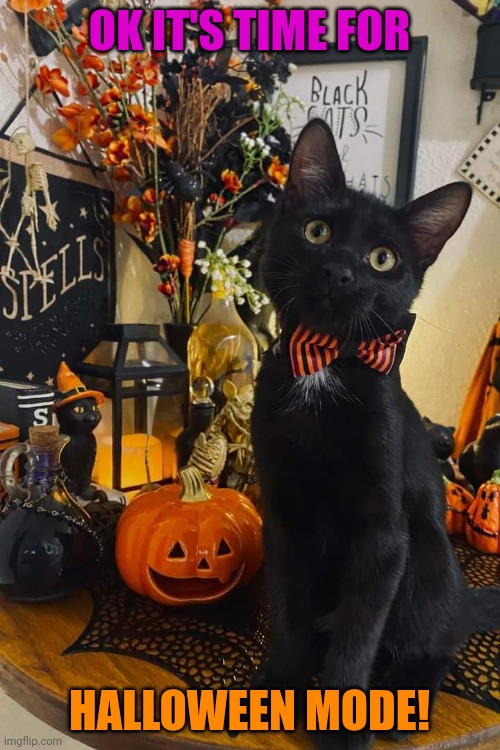 POOKY KITTY IS READY | OK IT'S TIME FOR; HALLOWEEN MODE! | image tagged in cats,funny cats,spooktober | made w/ Imgflip meme maker