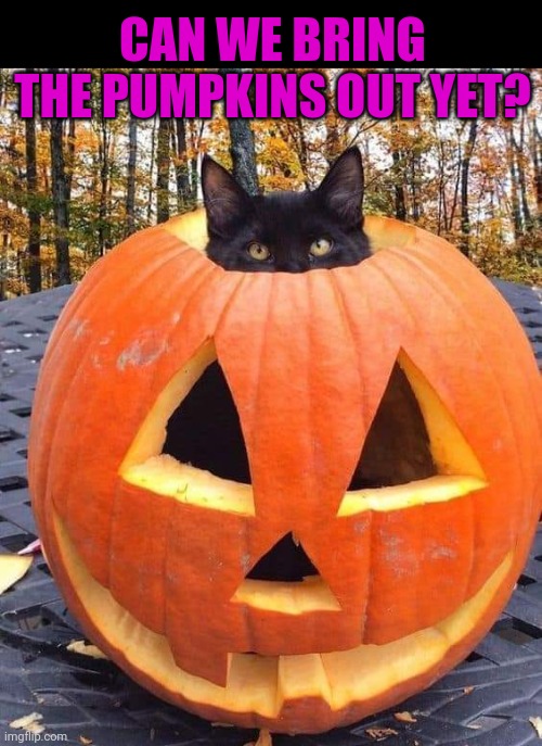 IT'S PUMPKIN TIME! | CAN WE BRING THE PUMPKINS OUT YET? | image tagged in cats,funny cats,spooktober | made w/ Imgflip meme maker