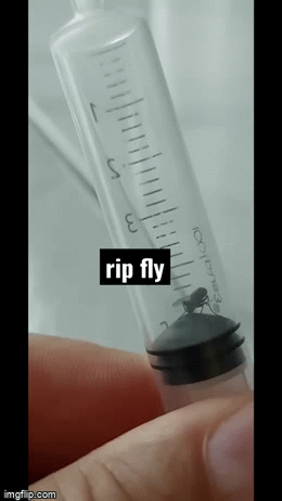 Rip fly - Imgflip
