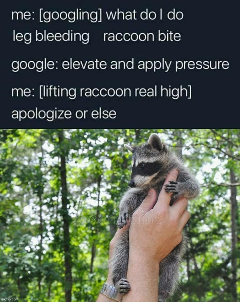 image tagged in raccoon | made w/ Imgflip meme maker