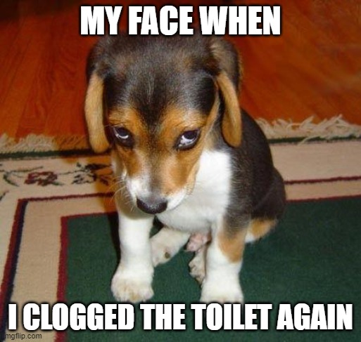 Oops I did it again | MY FACE WHEN; I CLOGGED THE TOILET AGAIN | image tagged in sad puppy,puppy,sad dog,toilet humor,memes | made w/ Imgflip meme maker