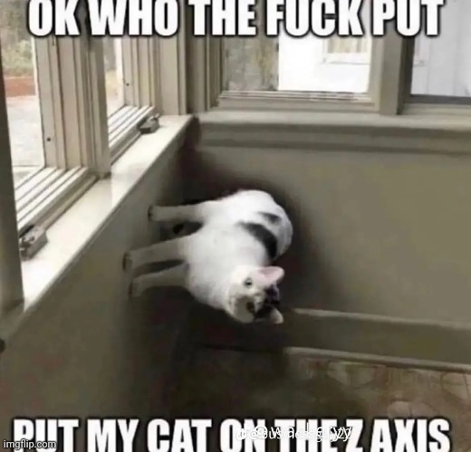 How? Just how? | image tagged in cat,the z axis | made w/ Imgflip meme maker