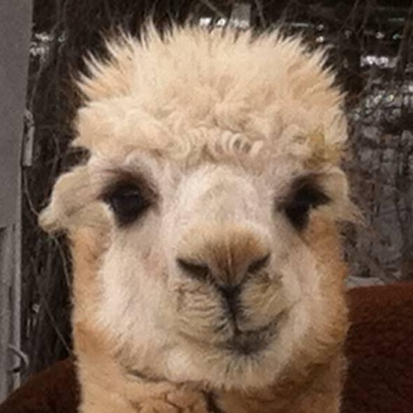 Alpaca smirking Blank Meme Template