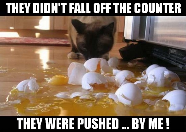 The Resourceful Cat Uses Gravity ! | THEY DIDN'T FALL OFF THE COUNTER; THEY WERE PUSHED ... BY ME ! | image tagged in cats,resourceful,gravity,eggs | made w/ Imgflip meme maker