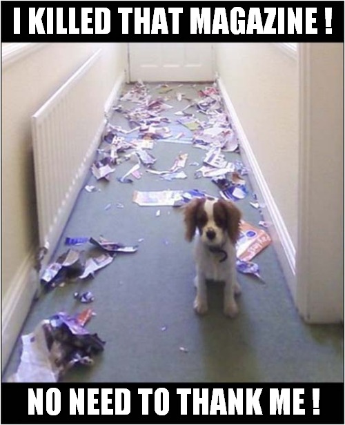 One Brave Puppy ! | I KILLED THAT MAGAZINE ! NO NEED TO THANK ME ! | image tagged in dogs,puppy,destruction | made w/ Imgflip meme maker