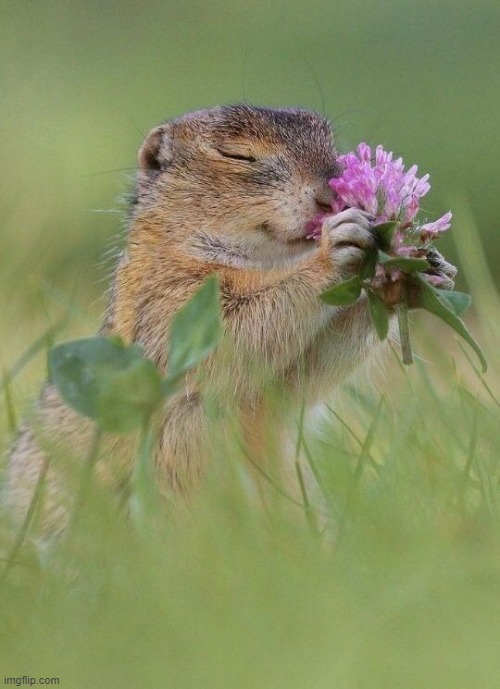 image tagged in awesome | made w/ Imgflip meme maker