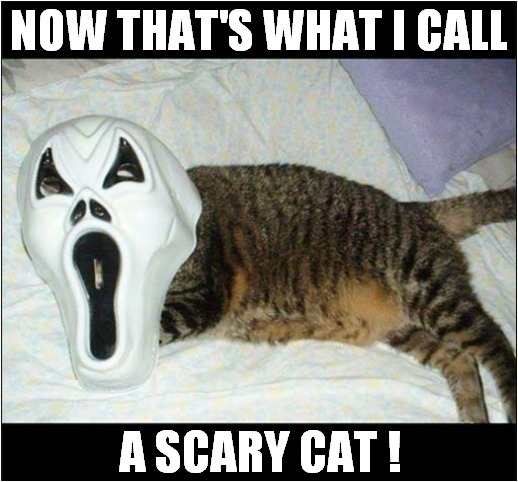 Cat Getting Into Spooktober ! | NOW THAT'S WHAT I CALL; A SCARY CAT ! | image tagged in cats,spooktober,now thats what i call,scary | made w/ Imgflip meme maker