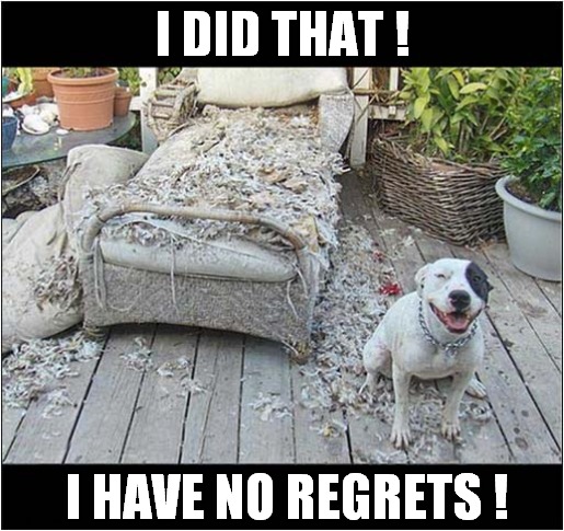 He Looks Like A Happy Little Soul ! | I DID THAT ! I HAVE NO REGRETS ! | image tagged in dogs,destruction,no regrets | made w/ Imgflip meme maker