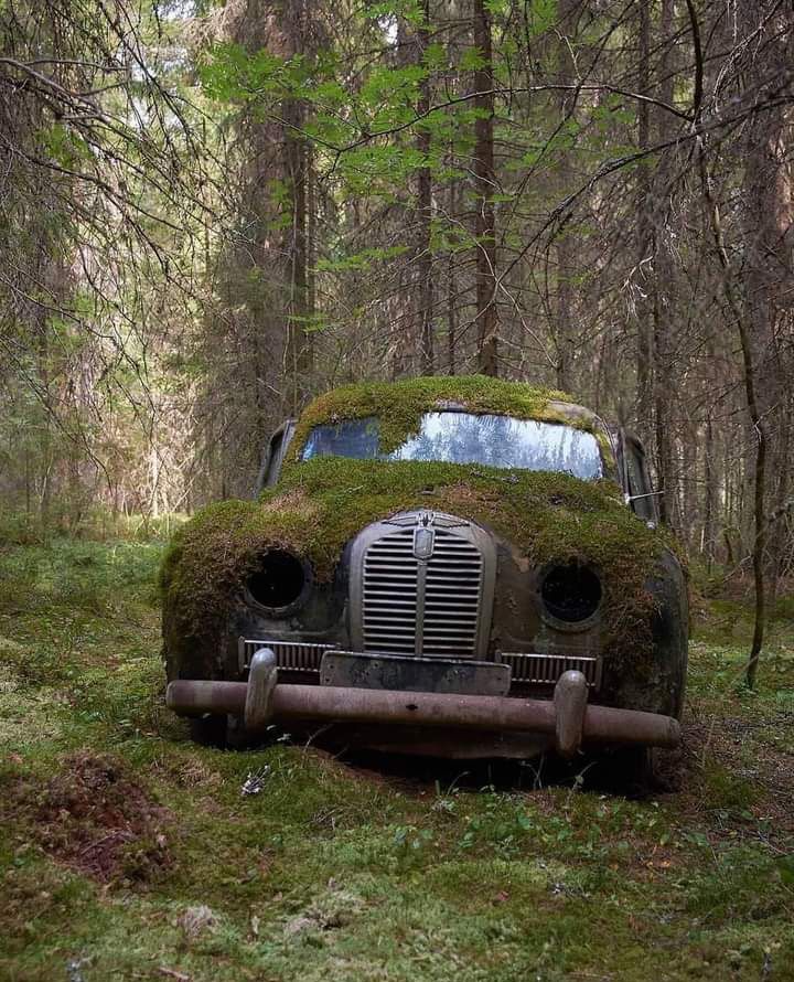 Abandoned Car In The Woods Blank Meme Template