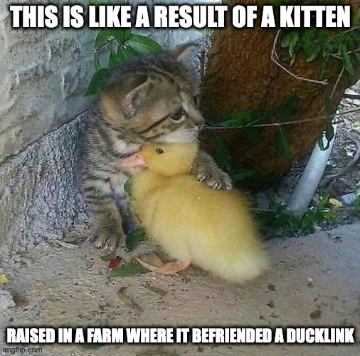 Kitten With Duckling | THIS IS LIKE A RESULT OF A KITTEN; RAISED IN A FARM WHERE IT BEFRIENDED A DUCKLINK | image tagged in kitten,duckling,memes | made w/ Imgflip meme maker