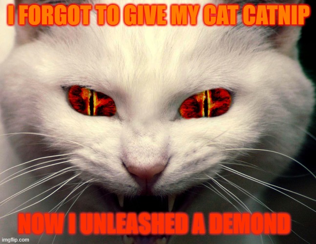 Forgot the catnip): | I FORGOT TO GIVE MY CAT CATNIP; NOW I UNLEASHED A DEMOND | image tagged in funny | made w/ Imgflip meme maker