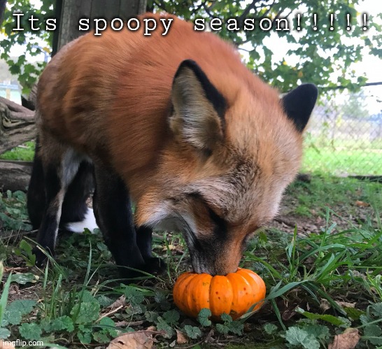 Spoopy fox | Its spoopy season!!!!! | image tagged in spoopy fox | made w/ Imgflip meme maker