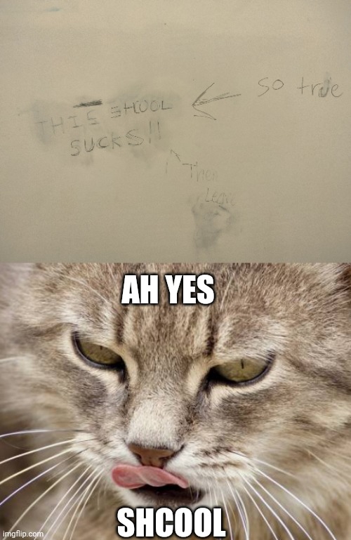 Found this written on the inside of the bathroom stall at school | AH YES; SHCOOL | image tagged in school sucks,bathroom stall,funny vandalism,cat,oh wow are you actually reading these tags | made w/ Imgflip meme maker