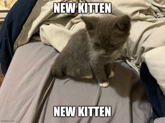 Her name is Chub Chub | NEW KITTEN; NEW KITTEN | made w/ Imgflip meme maker