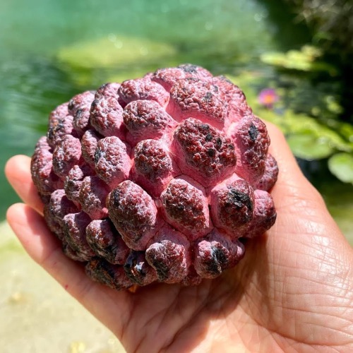 Purple Sugar Apple | image tagged in awesome,pics,photography,purple sugar apple | made w/ Imgflip meme maker