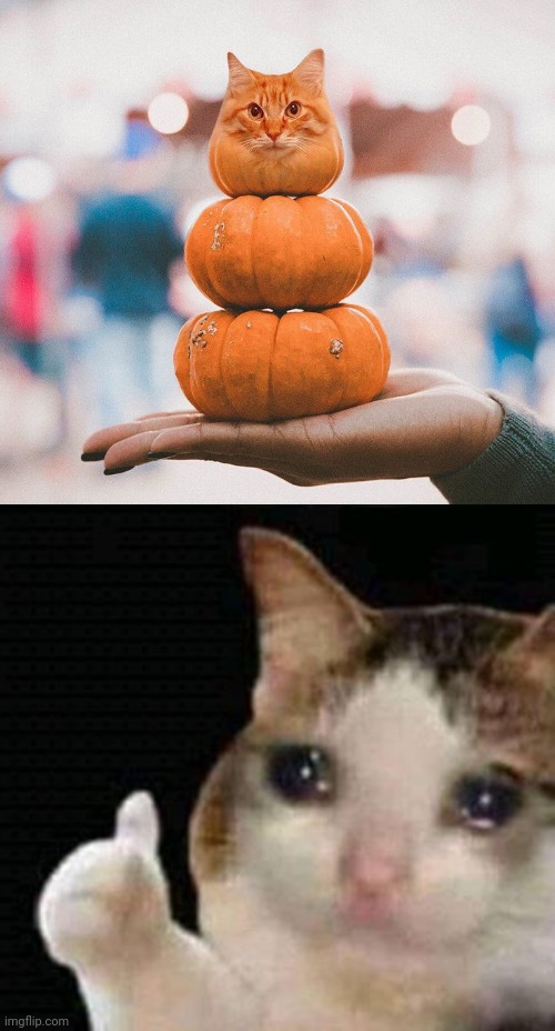 Pumpkin cat photoshop | image tagged in sad thumbs up cat,cats,cat,memes,pumpkins,pumpkin | made w/ Imgflip meme maker