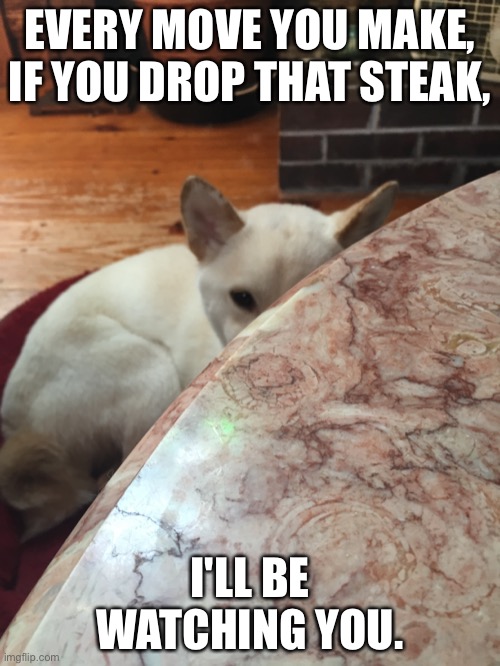 Sneaky dog | EVERY MOVE YOU MAKE, IF YOU DROP THAT STEAK, I'LL BE WATCHING YOU. | image tagged in funny dog memes | made w/ Imgflip meme maker