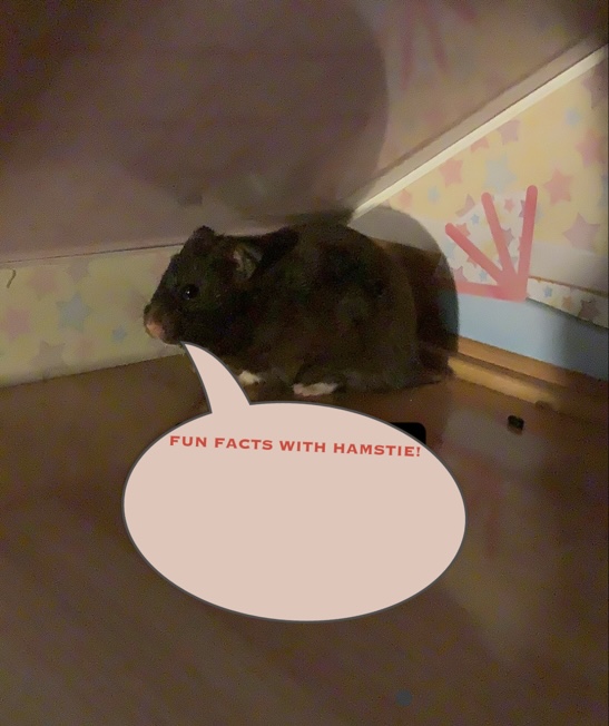 High Quality Fun Facts with Hamstie! Blank Meme Template